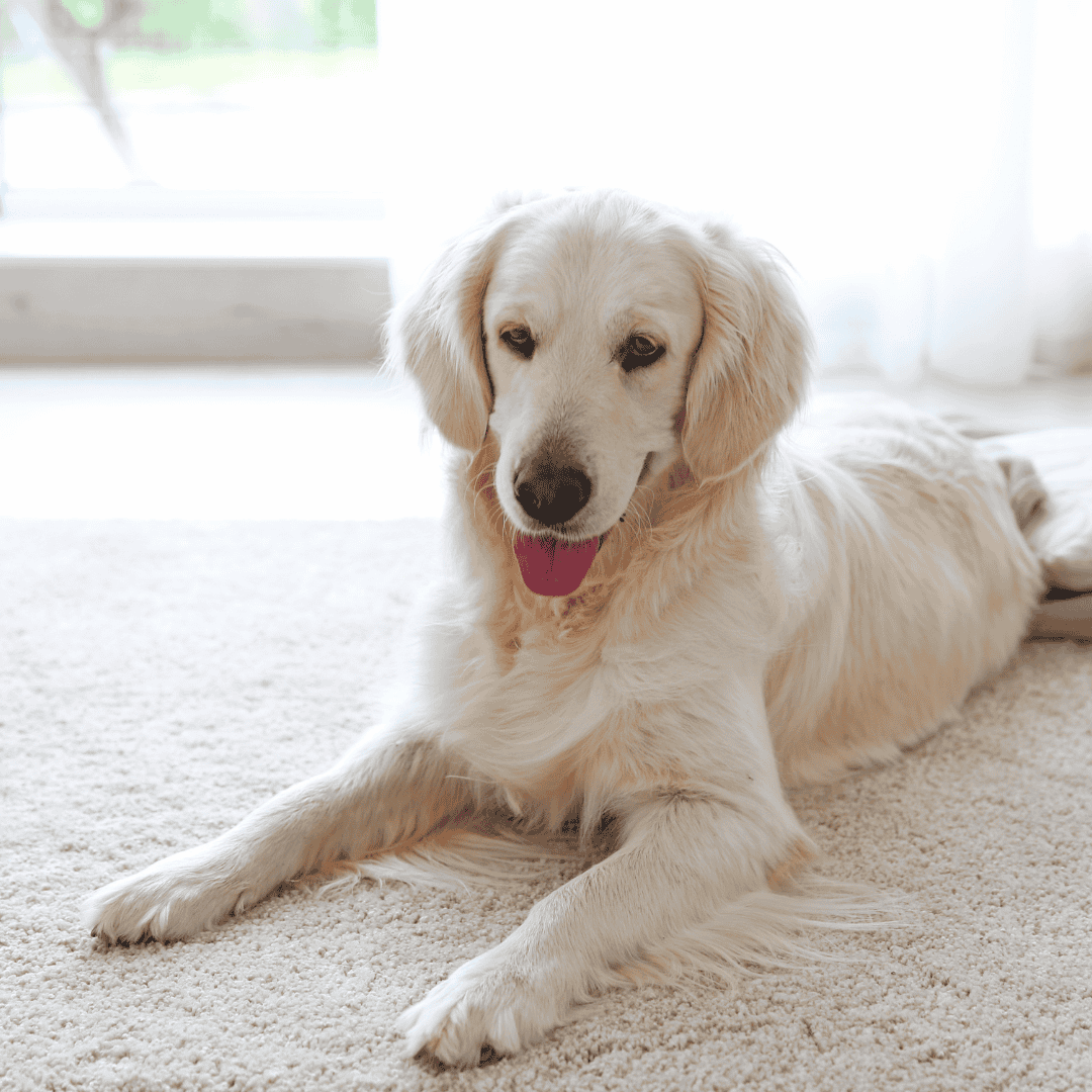 Stain-Resistant Carpets