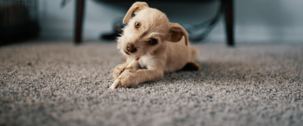 Hypoallergenic Material Carpet
